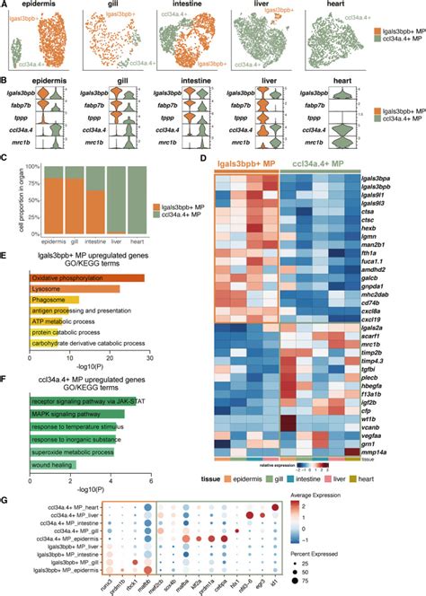 Cross Organ Single Cell Transcriptome Profiling Reveals Macrophage And