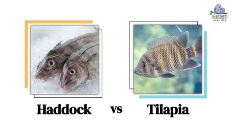 Haddock Vs Tilapia Discovering The Key Differences