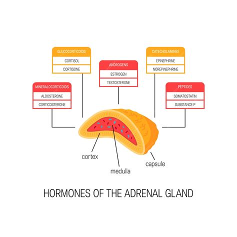 Premium Vector | Hormones of the adrenal gland. Diagram in flat style.
