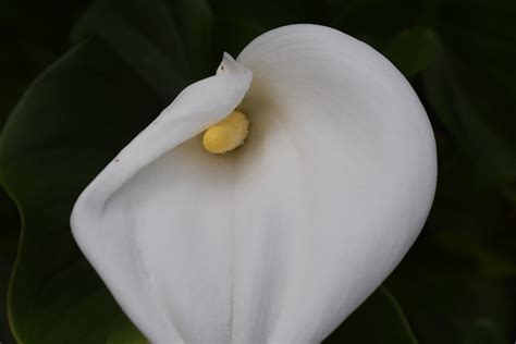 Применяю радикальные меры в борьбе с опасным вредителем который ...