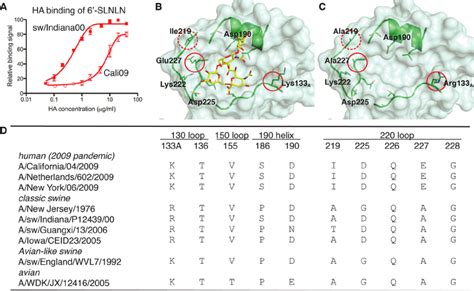 Differences In Glycan Binding Avidity And Receptor Binding Site