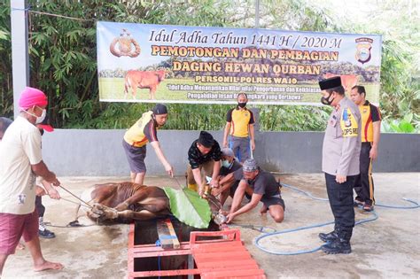 Polres Wajo Gelar Pemotongan Dan Pembagian Hewan Qurban