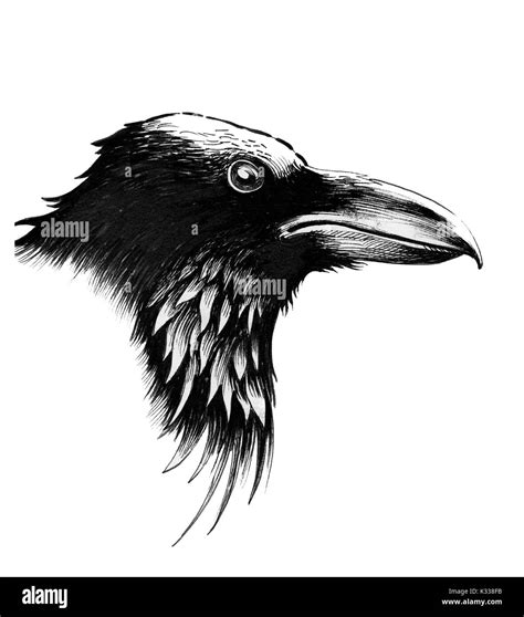 Crow Head Drawing