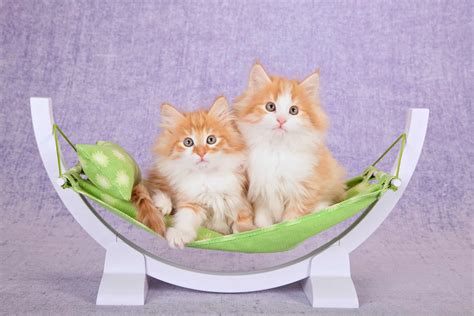 13 Orange and White Cat Breeds You'll Love (With Pictures)