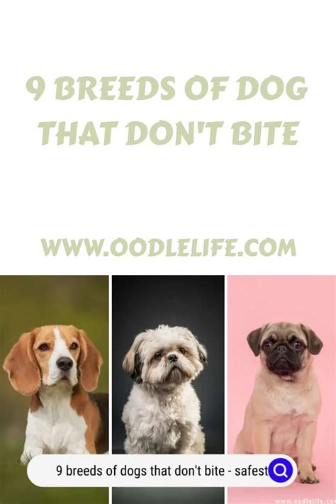 9 Non-Biting Dog Breeds