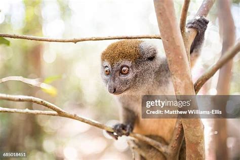 164 Bamboo Lemur Stock Photos, High-Res Pictures, and Images - Getty Images