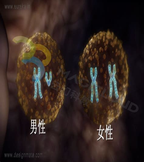 【vr课堂】初中生物《人的性别遗传》 生物 云幻教育科技股份有限公司