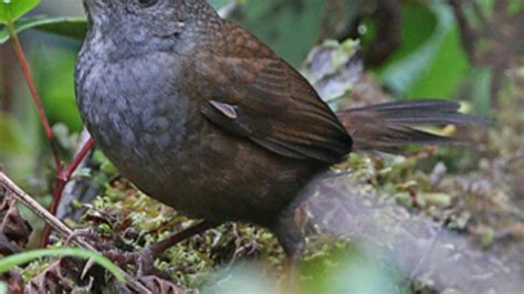 Scientists Discover 10 New Bird Species Despite Mass Extinction