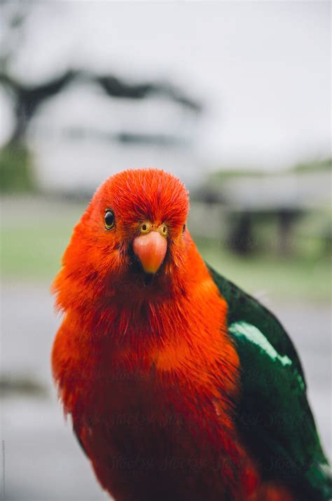 "Close Up Of A King Parrot" by Stocksy Contributor "Dominique Felicity ...