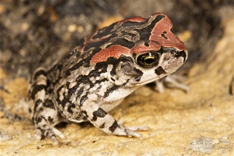 True Toads (Family Bufonidae) · iNaturalist