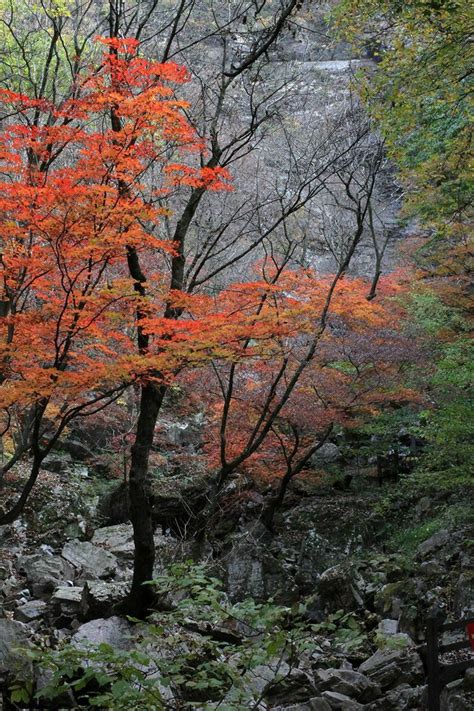 An Orange Tree In The Middle Of A Rocky Area With Rocks And Trees Around It