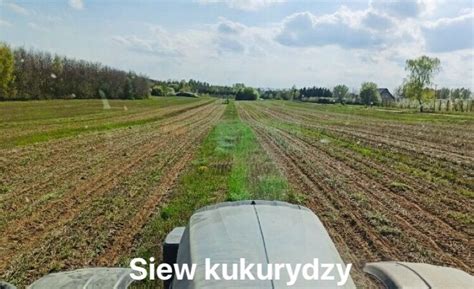 Siew Rzepaku Zb Kukurydzy Siew Pasowy Strip Till Us Ugi Rolnicze