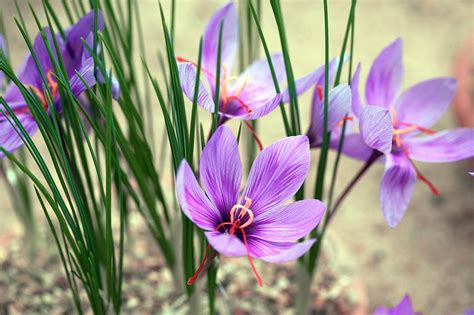 Crocus Sativus Photograph By Sam K Transcience Photo Library