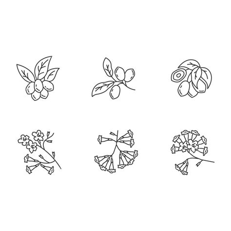 Brazilian Flora Pixel Perfect Linear Icons Set Natural Plant Concept