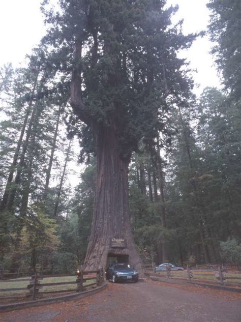 Chandelier Tree - Alchetron, The Free Social Encyclopedia