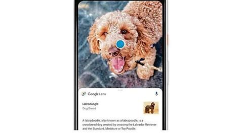 Google Lens Ahora Puede Detectar Ciertas Condiciones De La Piel Todo