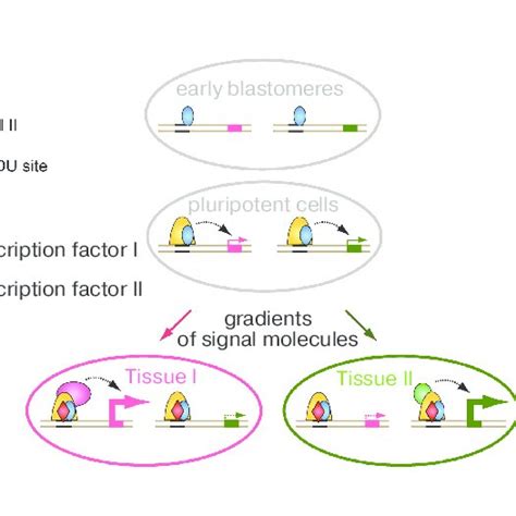 A Hypothetical Model For Activation Of The Embryo Genome Zga And