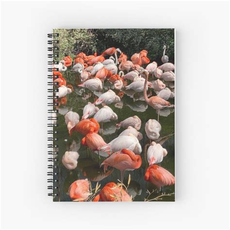 A Flock Of Flamingos Standing Around In The Water