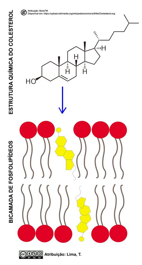 Estrutura Da Membrana Plasm Tica Nuepe Ufpr