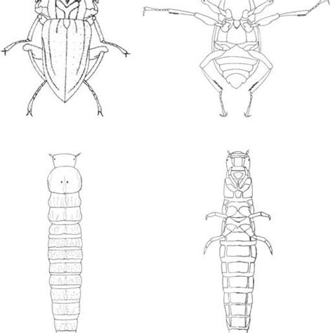 Macrelmis Sp Adulto A Vista Dorsal B Vista Ventral Larva C Download Scientific Diagram