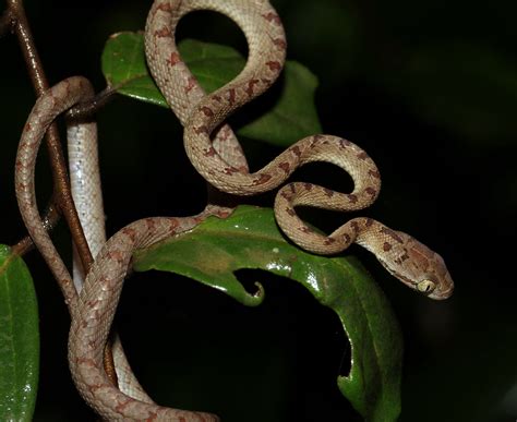 Ceylon Cat Snake Boiga Ceylonensis Agumbe Rainforest Res Flickr