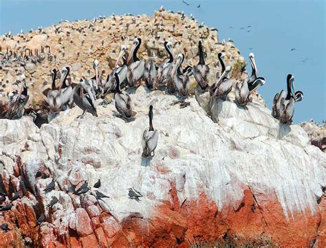 Descubren La Importancia Del Guano De Aves Marinas En La Agricultura