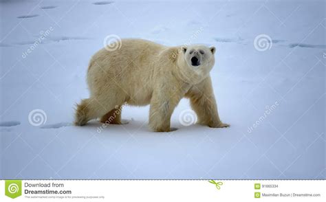 Urso Polar Perto Da Latitude Norte Dos Graus Do Polo Norte Foto