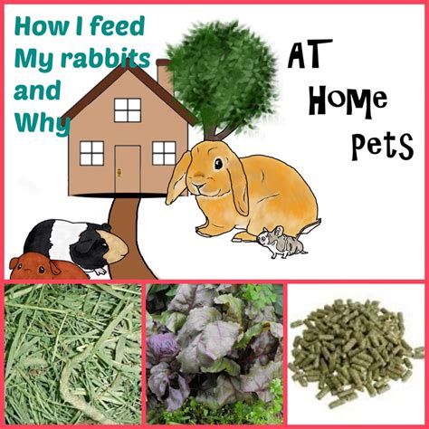 How I Feed Rabbits And Why At Home Pets