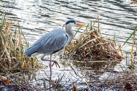 A Great Blue Heron Bird Hunting on the Canalside 2 Stock Photo - Image ...