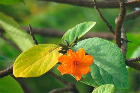 Anacahuita Rbol Frutal Medicinal Y Ornamental Gu A