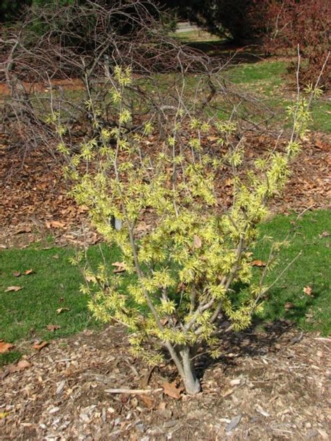 Hamamelis Mollis Coombe Wood Coombe Wood Chinese Witch Hazel The