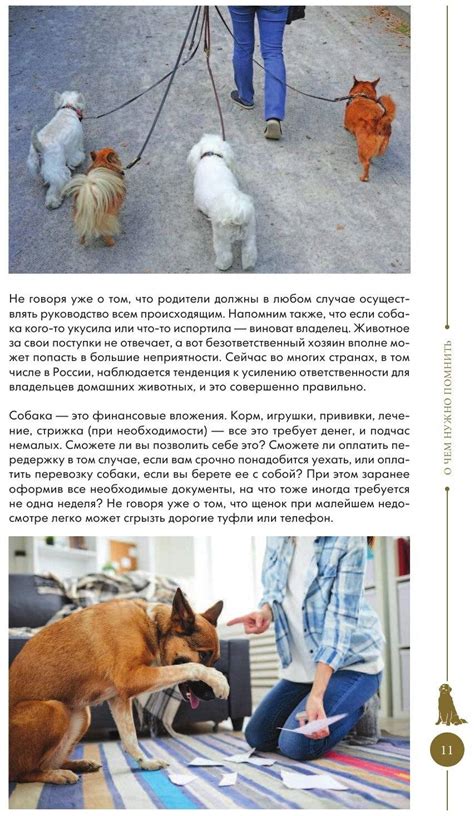 Правила дрессировки собаки дома: инструкция по тренировке даже дворняги