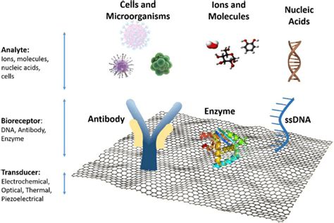 Examples Of Biosensors And Components On A Graphene Platform