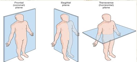 Anatomide Temel D Zlem Ve Eklem Vard R B T N Hareketler Bu Eksen Ve