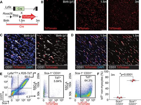 Genetic Lineage Tracing Of Sca Cells Reveals Endothelial But Not