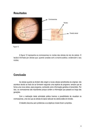 Relat Rio Da Aula Experimental Cn C Lulas Da Cebola Pdf