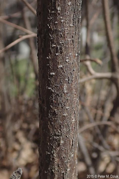 Corylus Cornuta Beaked Hazelnut Minnesota Wildflowers