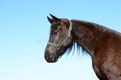 Beautiful Horse Profile Portrait Stock Image Image Of Gazes