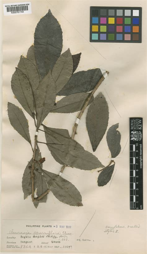 Saurauia Sparsiflora Elmer Plants Of The World Online Kew Science