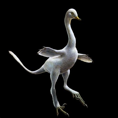 New Aquatic Dinosaur Find Is a Strange and Startling Avian Hodgepodge | Audubon