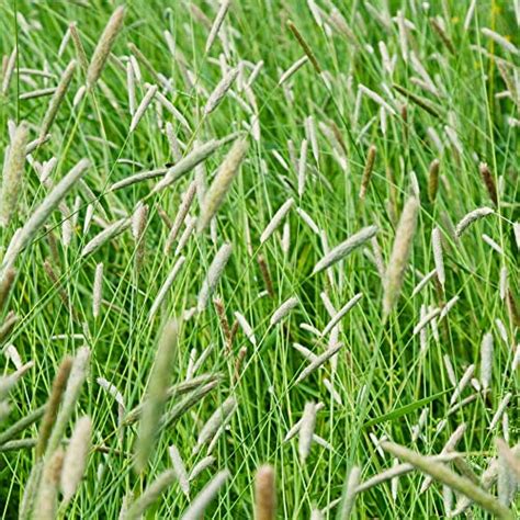 Find The Best Cool Season Grass Seed Reviews And Comparison Katynel