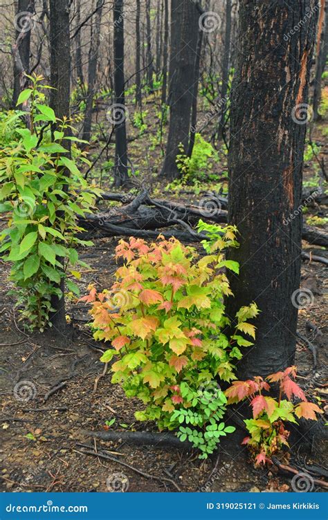 New Beginnings Of A Forest Emerge From A Disastrous Fire Stock Image