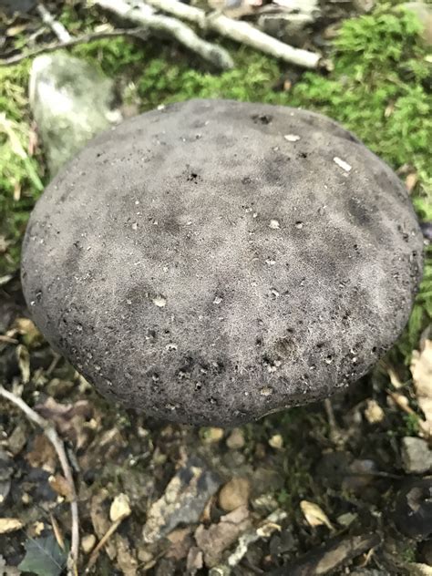 Maryland Biodiversity View Thumbnails Black Velvet Bolete