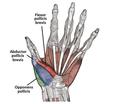 10 Anatomy Of The Palm Of The Hand