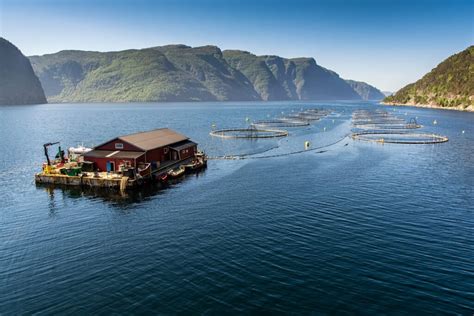 Global Aquaculture How Salmon Are Raised Around The World