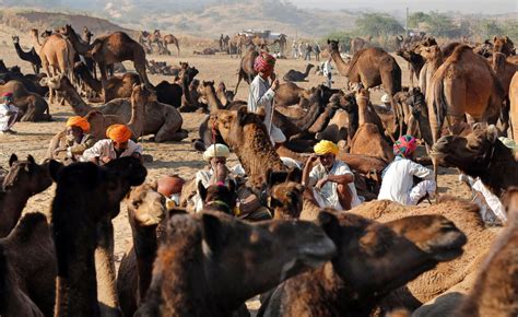 Pushkar Camel Fair - ABC News