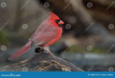 Northern Cardinal in Winter Stock Image - Image of animal, rain: 109871373