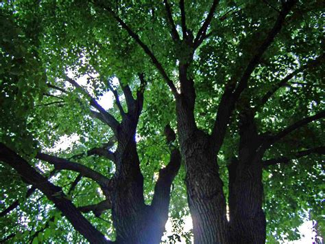 10 Species Of Linden Trees For Your Landscape