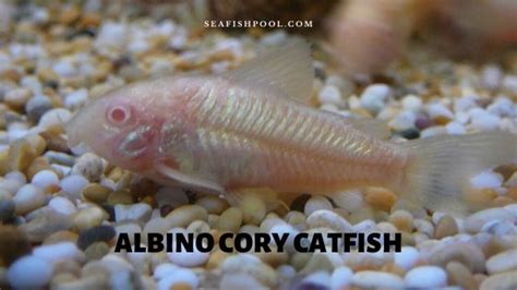 Albino Cory Catfish - Profile | Size | Lifespan | Care | Diet - SeaFish