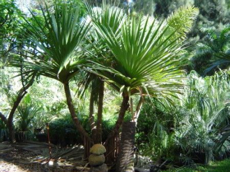 Пандан, или Панданус, Винтовая пальма (Pandanus utilis)